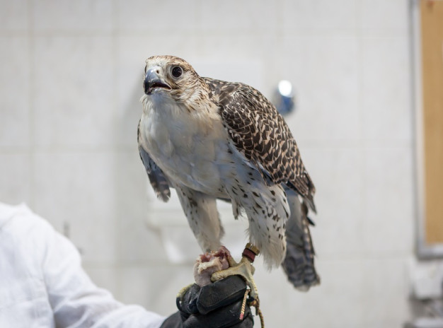 FALCON HOSPITAL TOUR