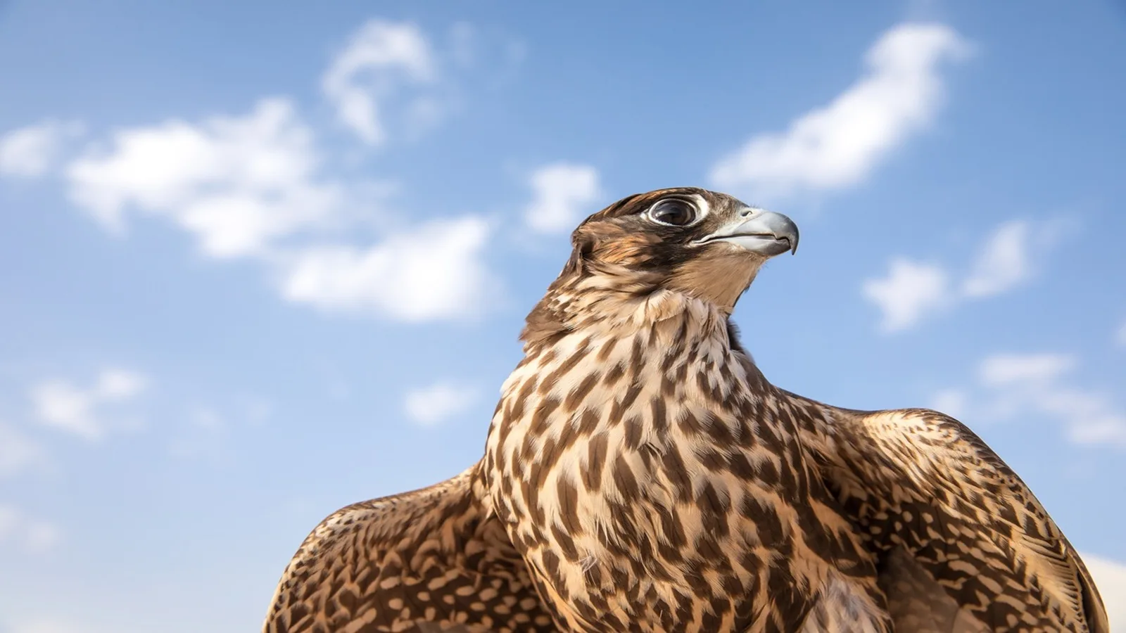 Falcon perched on a handler’s hand during the Falcon Hospital Tour in Abu Dhabi