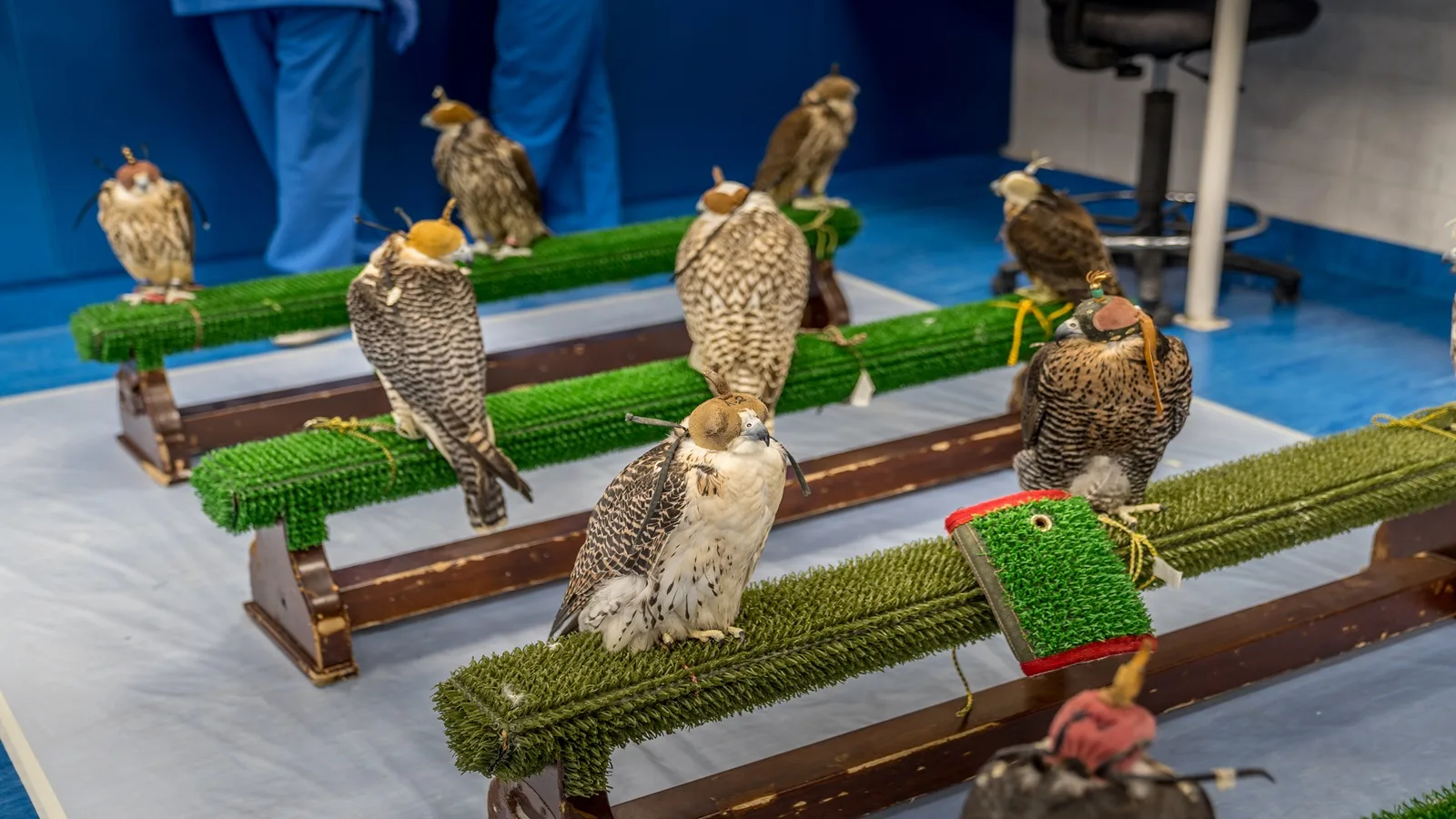 Group of falcons resting together at Abu Dhabi Falcon Hospital during the Falcon Hospital Tour