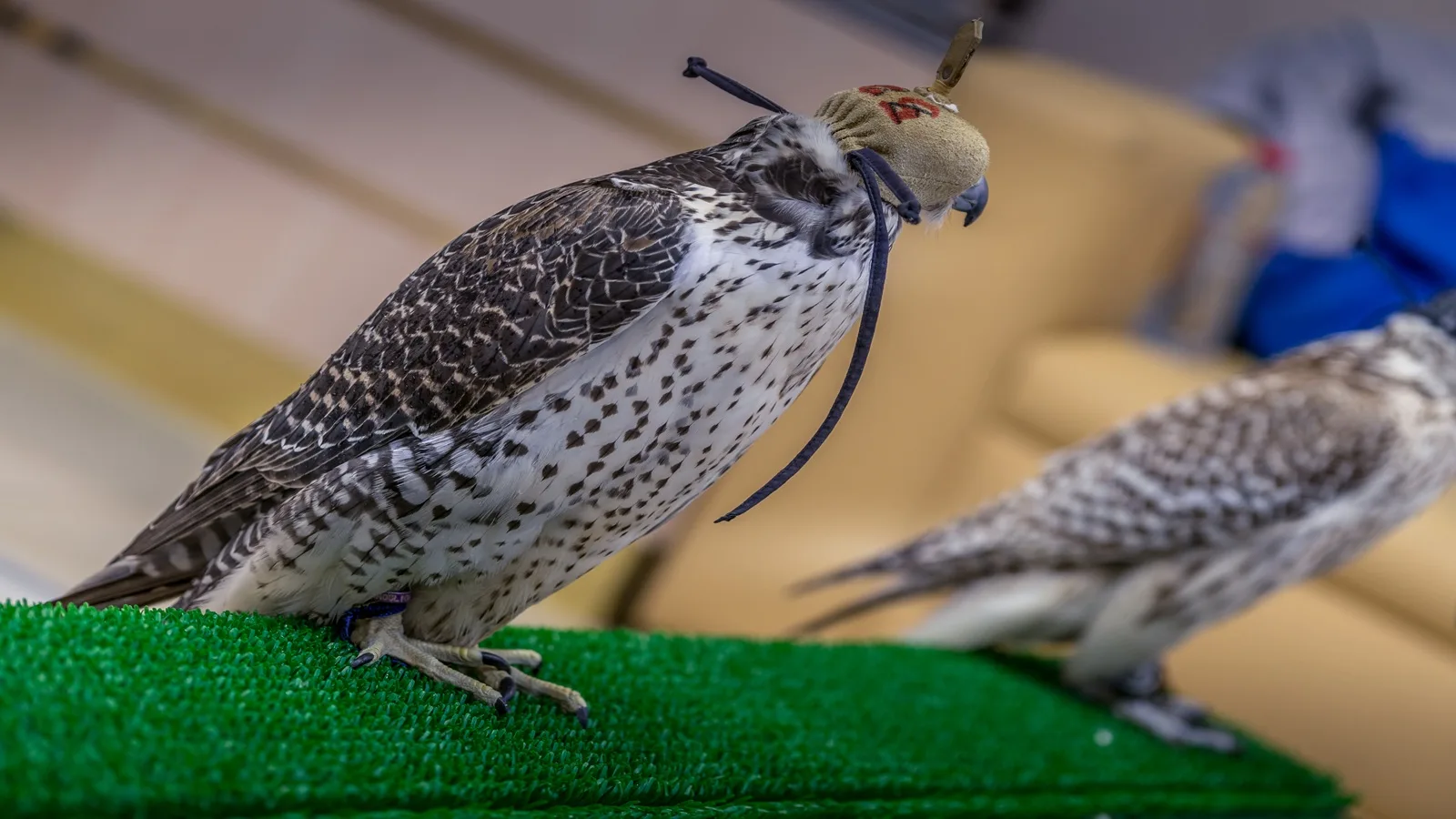 Majestic UAE falcon being cared for by a professional handler at Abu Dhabi Falcon Hospital