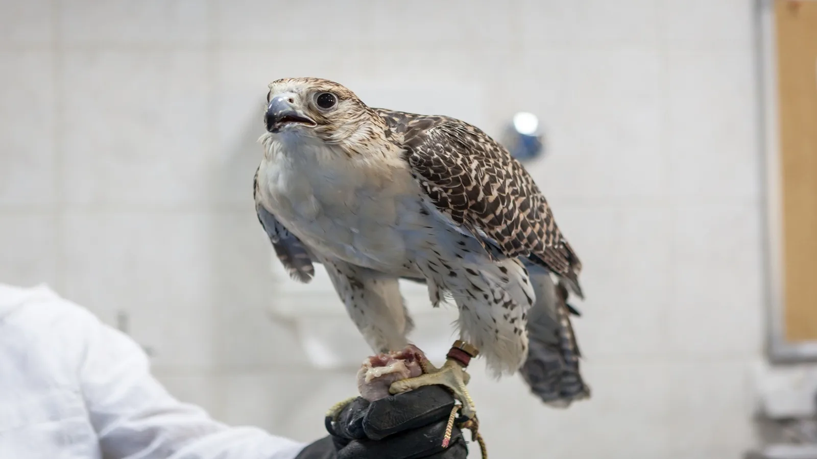 Majestic falcon standing proudly on a handler’s glove at Abu Dhabi Falcon Hospital