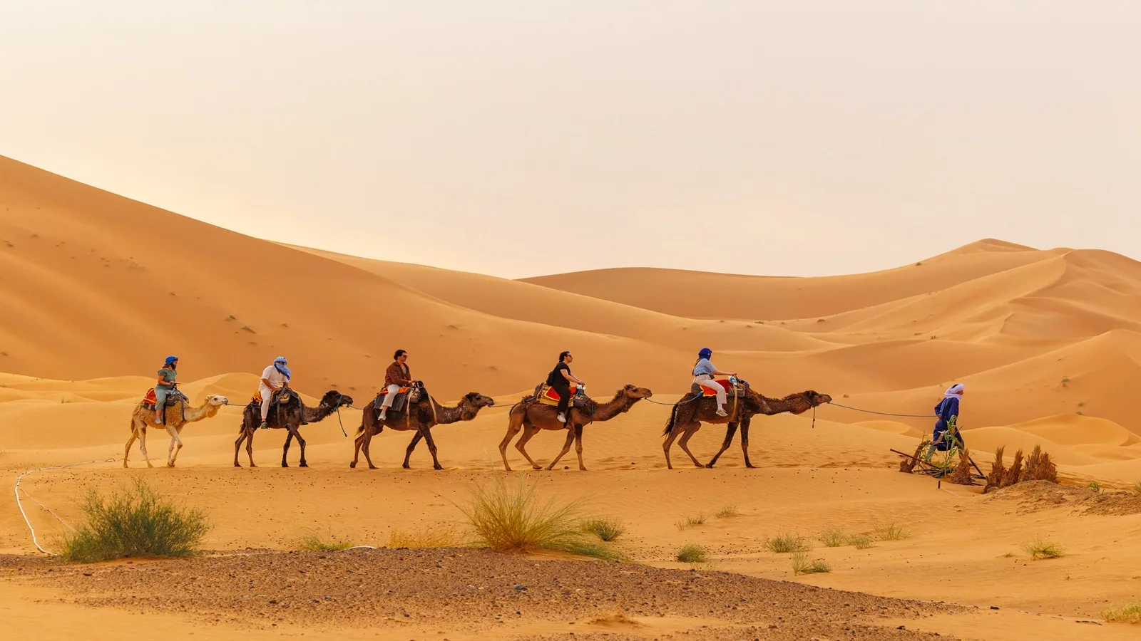 Camel caravan travelling across the golden desert dunes under the Abu Dhabi sky