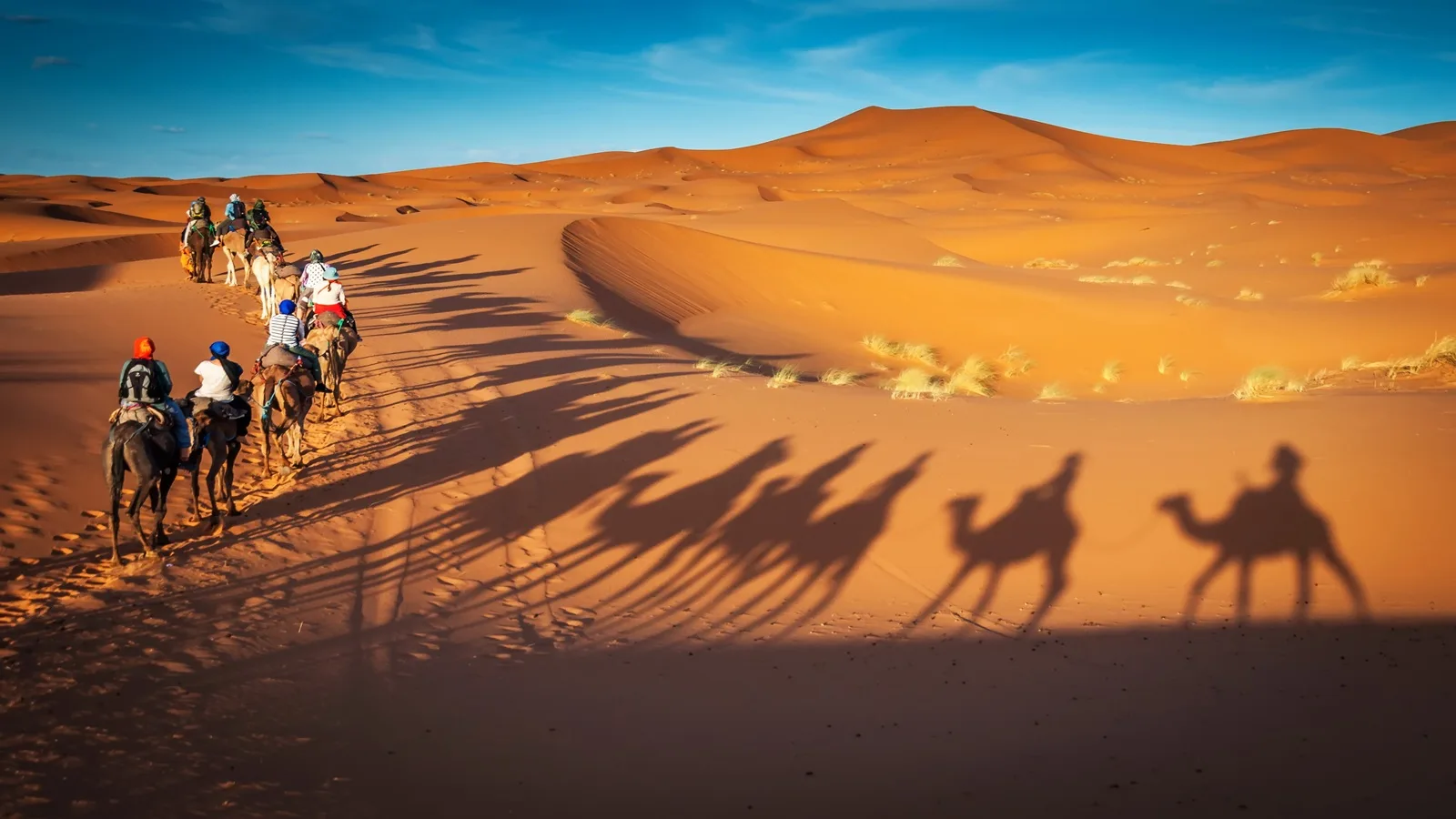 Camel trekking through the vast golden sand dunes of the Arabian Desert in Abu Dhabi