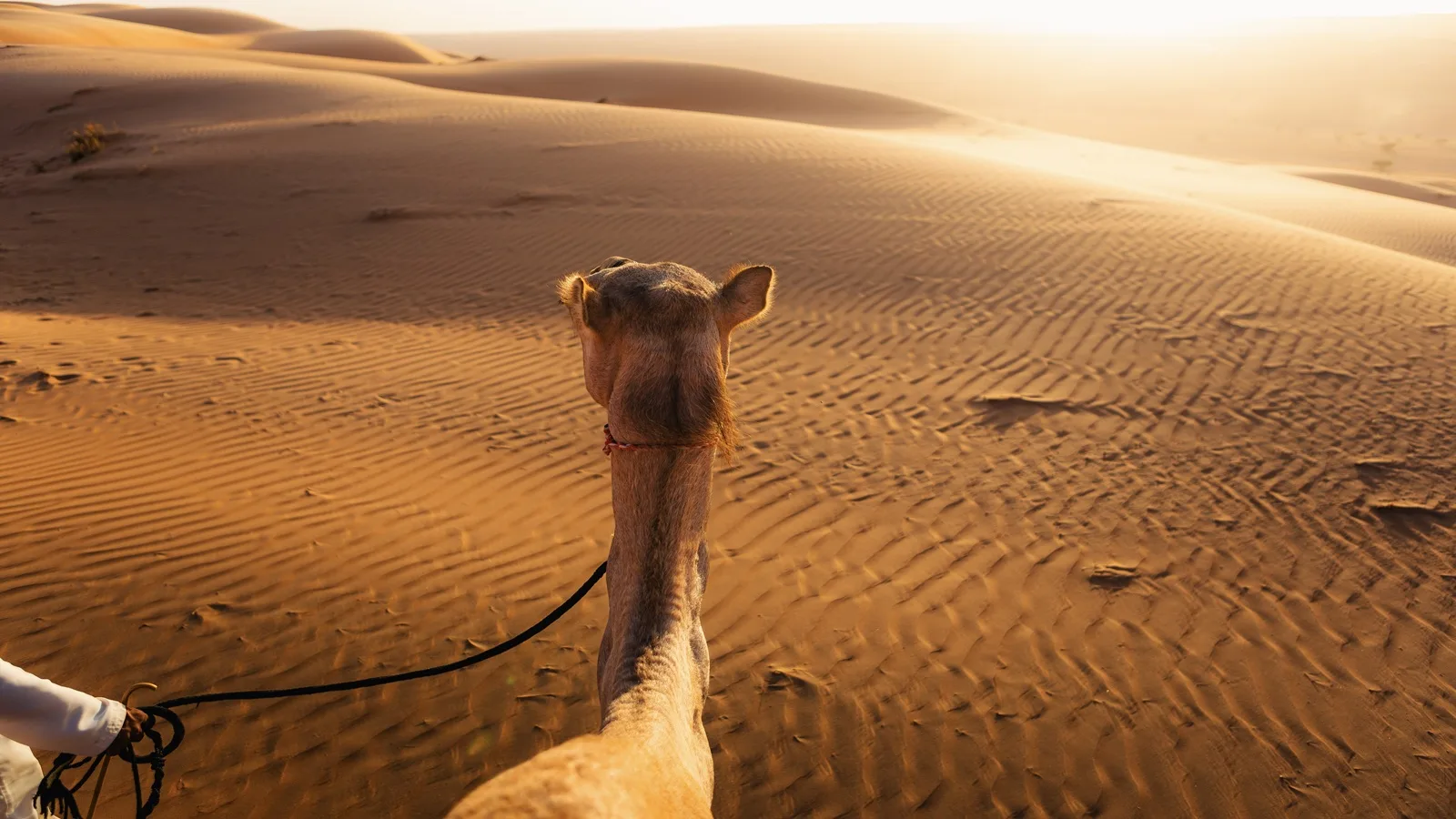 Camel rider exploring the peaceful Arabian Desert surrounded by golden sand dunes