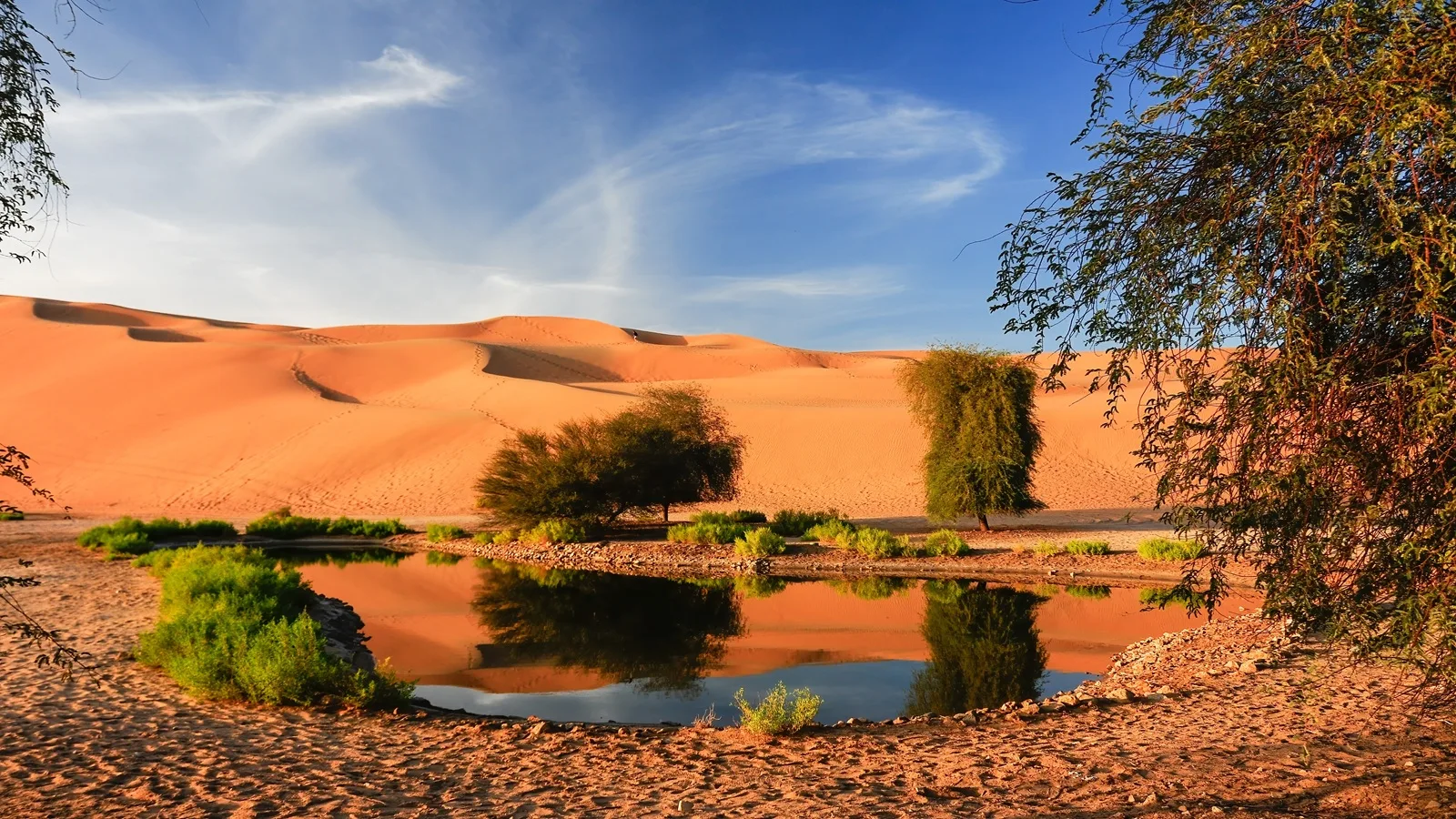 Lush green palm trees and vegetation surrounded by the golden desert landscape o