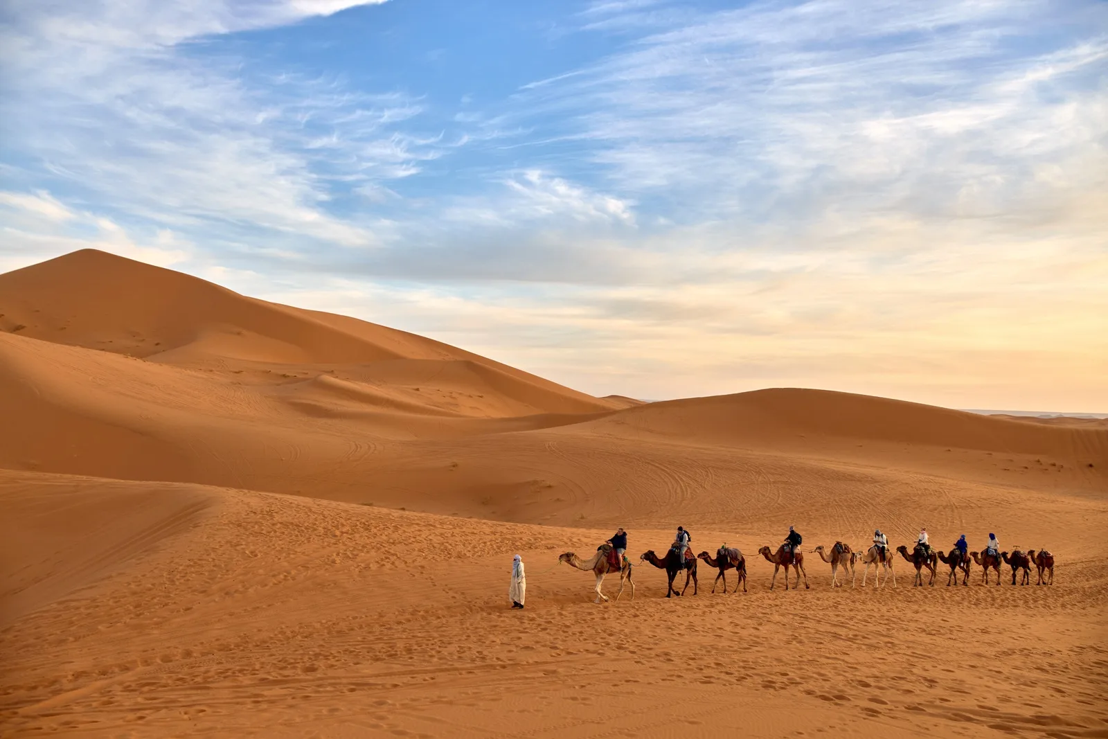 Line of camels waiting for a traditional camel ride during a Sunrise Desert Safari in Abu Dhabi