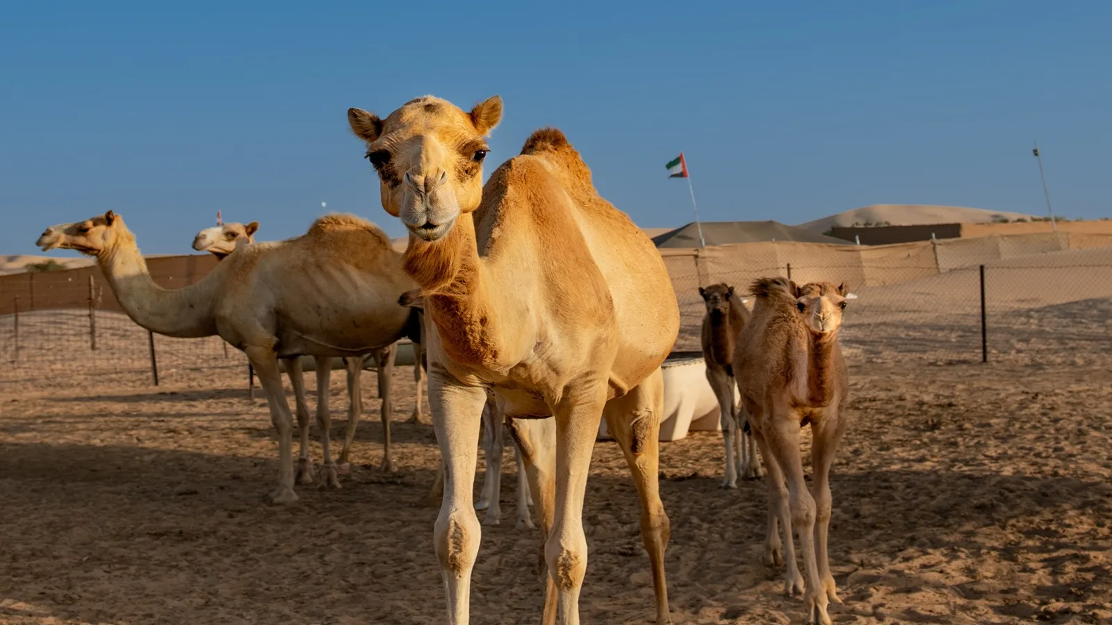 Camels standing on golden desert dunes during sunrise in Abu Dhabi