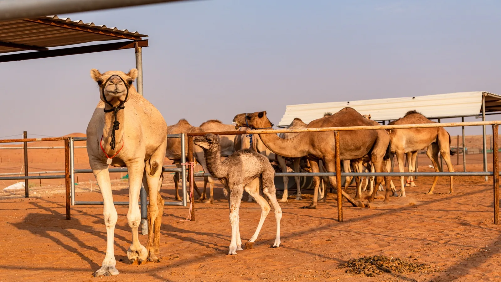 Camels at a traditional desert farm during the Morning Desert Safari in Abu Dhabi